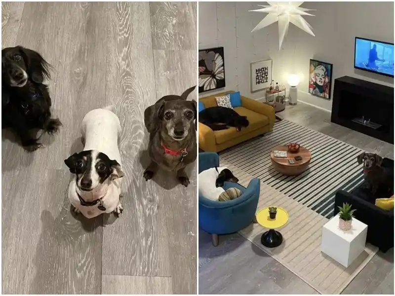 Pet-Friendly Homes Key Features: