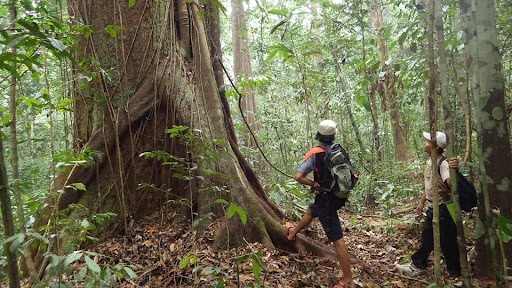 Central Kalimantan - Explore the Wild Jungles of Borneo