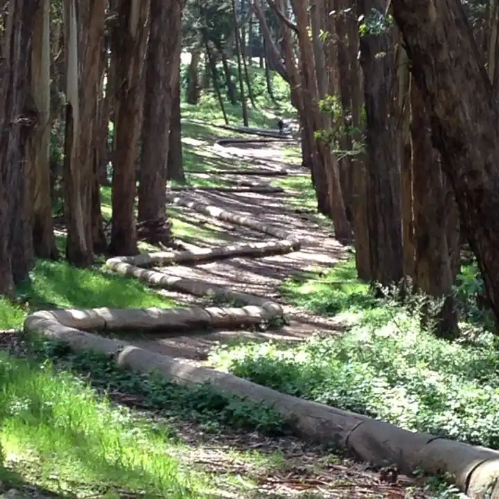 Lover's Lane San Francisco