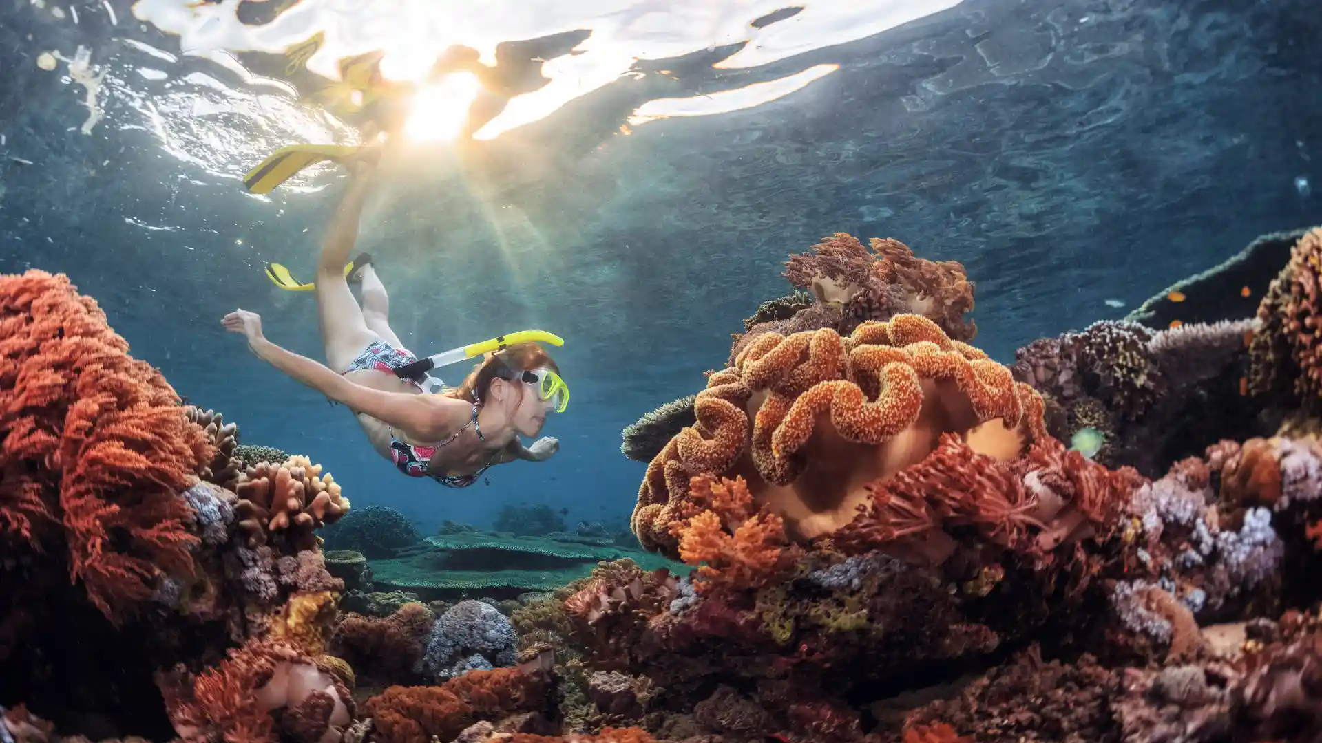 Puerto Morelos Snorkeling