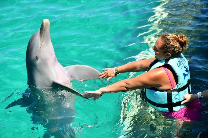 Swim With Dolphins in Isla Mujeres