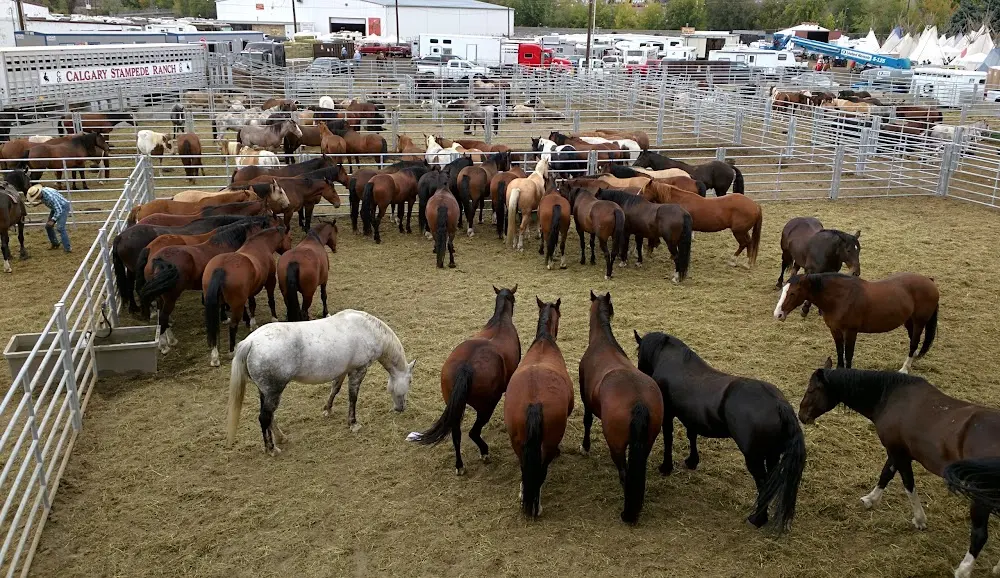 Horses in Pendleton Round-Up