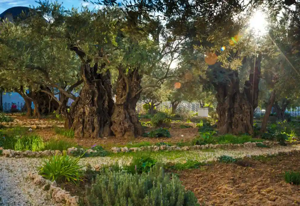 Garden of Gethsemane