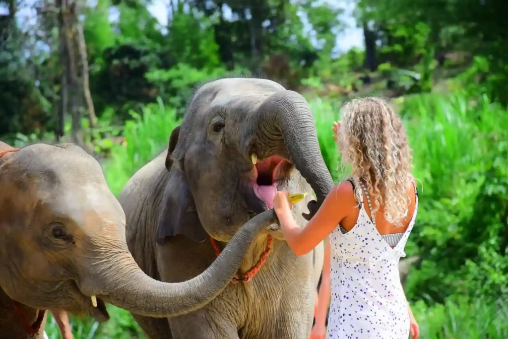 Spend a Day at an Ethical Elephant Sanctuary