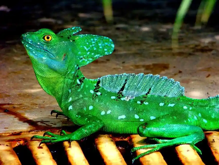 What Wildlife You Might See on an Evening Kayak Tour? Updated 4 Amphibians and Reptiles Near Shore
