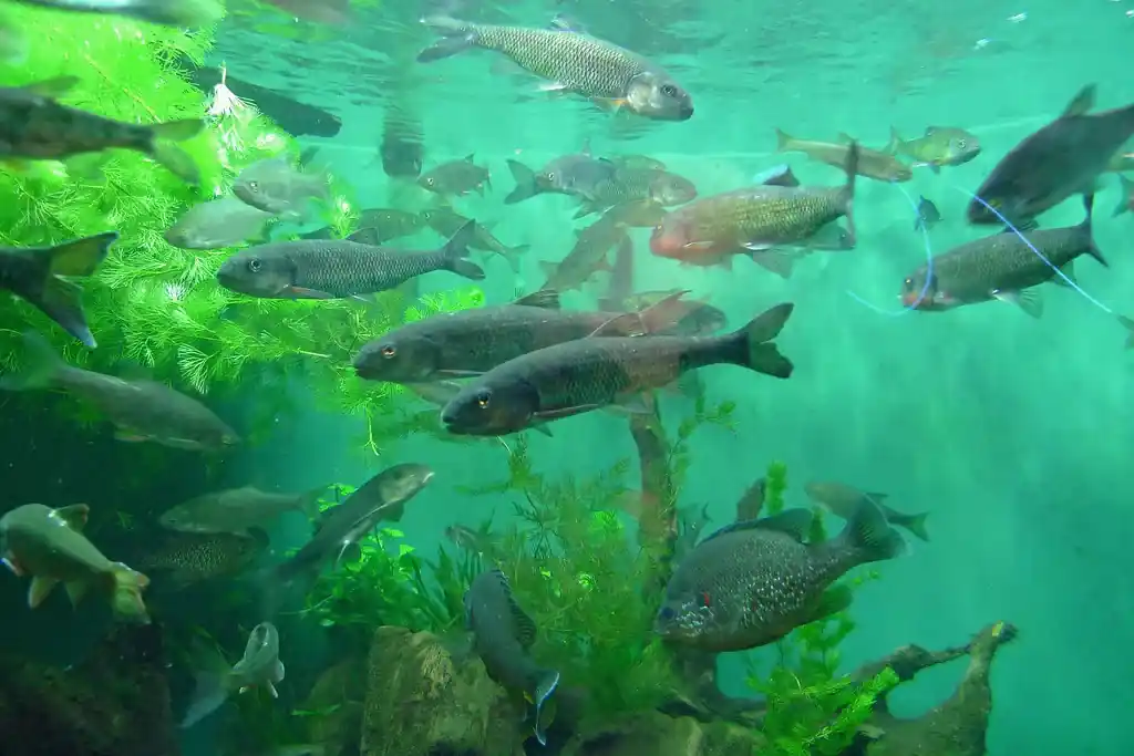 What Wildlife You Might See on an Evening Kayak Tour? Updated 3 Fish Activity Beneath the Surface on water lake