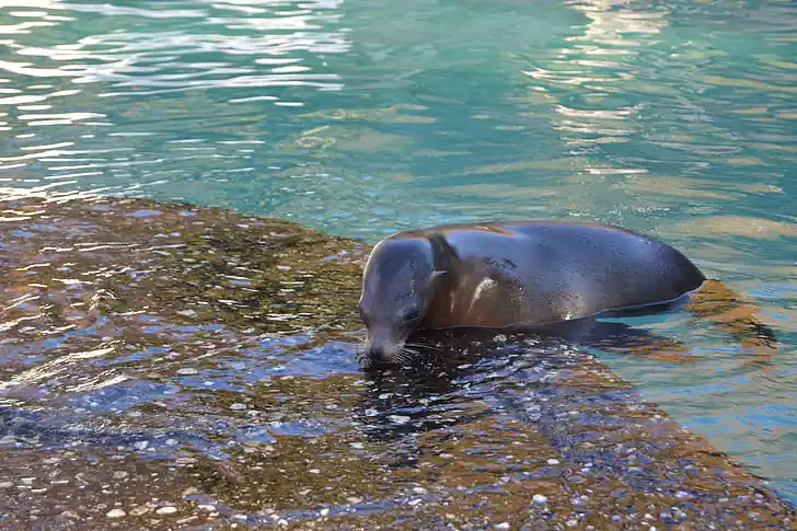 What Wildlife You Might See on an Evening Kayak Tour? Updated 2 Mammals on water lake