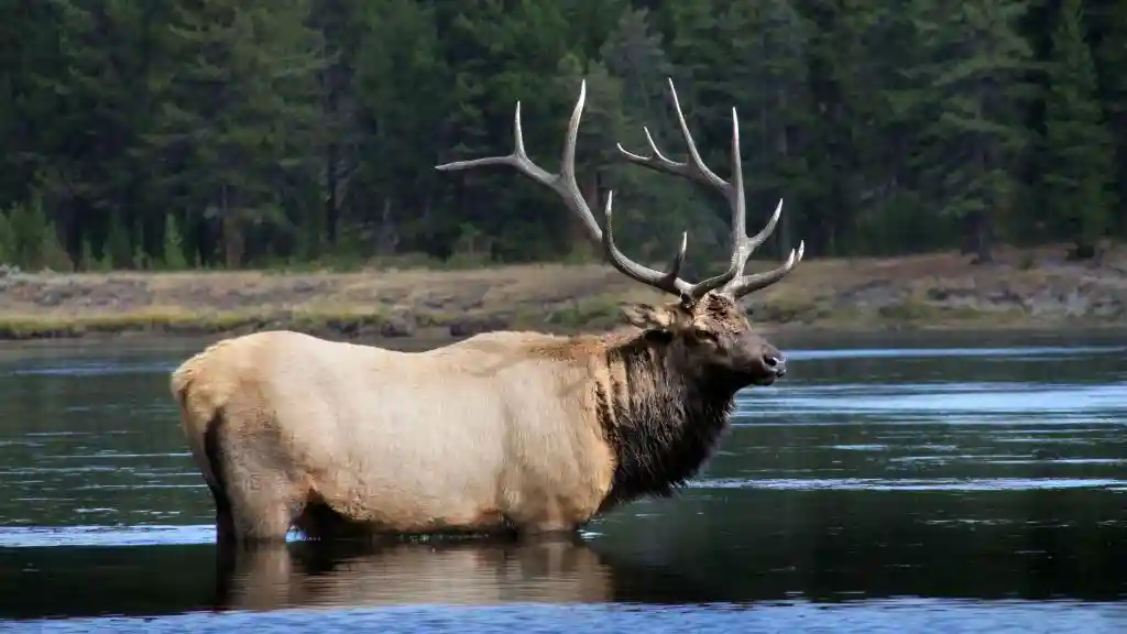 What Wildlife You Might See on an Evening Kayak Tour? Updated 5 Seasonal Variations in Wildlife