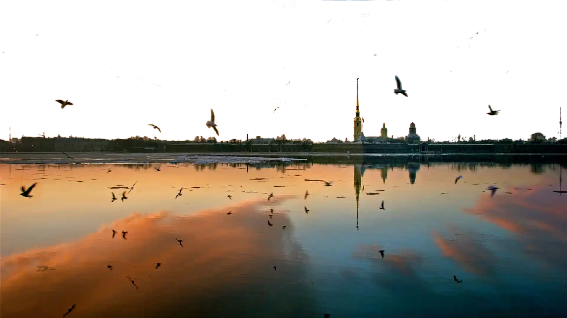 What Wildlife You Might See on an Evening Kayak Tour? Updated 1 Water Birds at Dusk