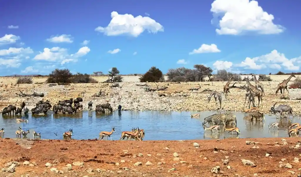 Namibia – Etosha National Park