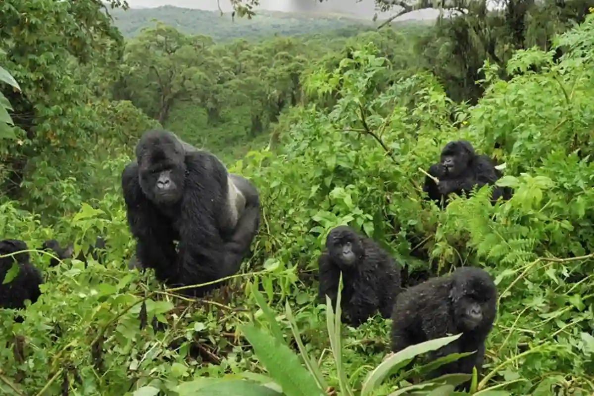 Uganda – Budget Gorilla Safari Combos