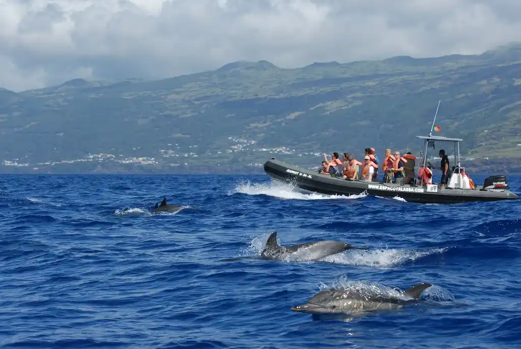 Whale and Dolphin Watching in Pico Island