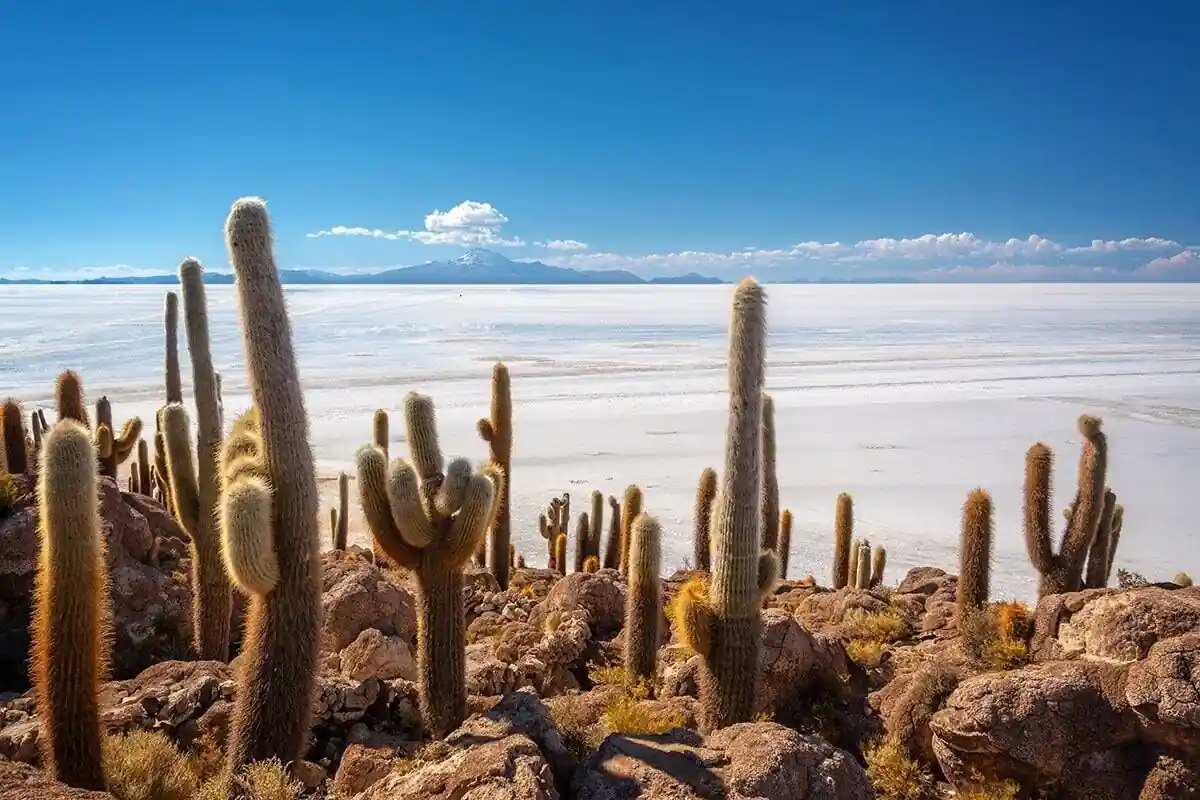 Salar de Uyuni Isla Incahuasi