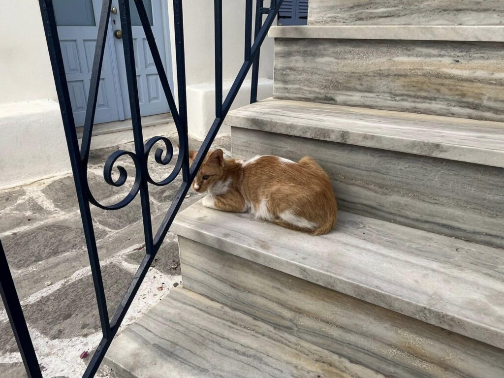 A cat relaxing in Parikia Greece