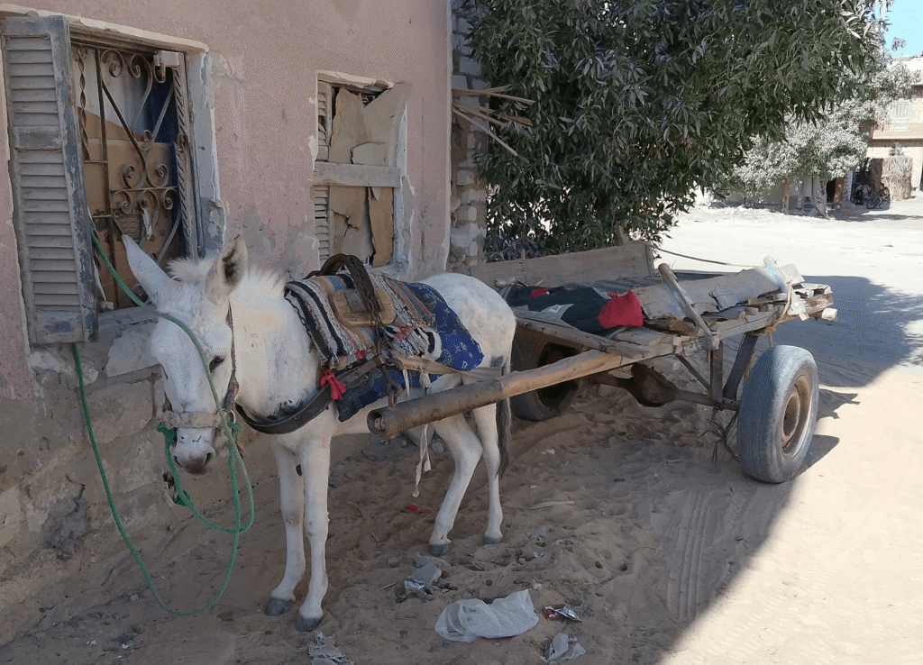 Donkeys remain a common form of transport in Egypt's oasis towns