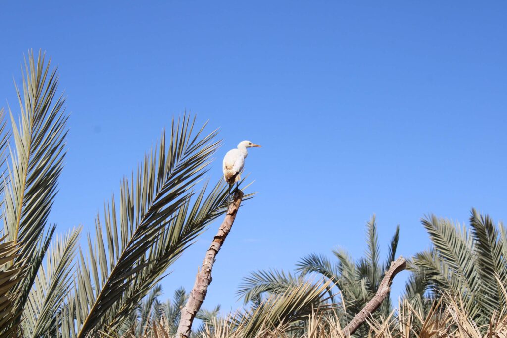 Egret among the date palm leaves of the Siwa Oasis