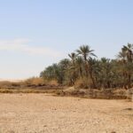 Siwa Oasis Travel Guide: Best Things to Do, Where to Stay & When to Visit