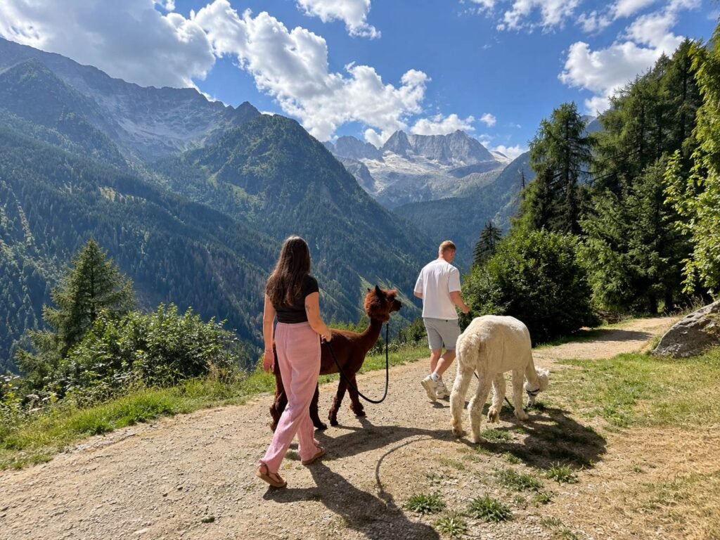Chalet Al Foss hotel review Alpaca walk experience with the a view of the alps and the presanella glacier